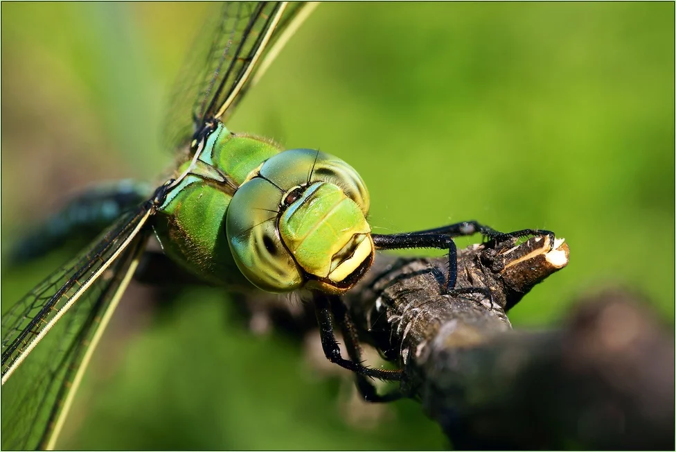 attachment.webp