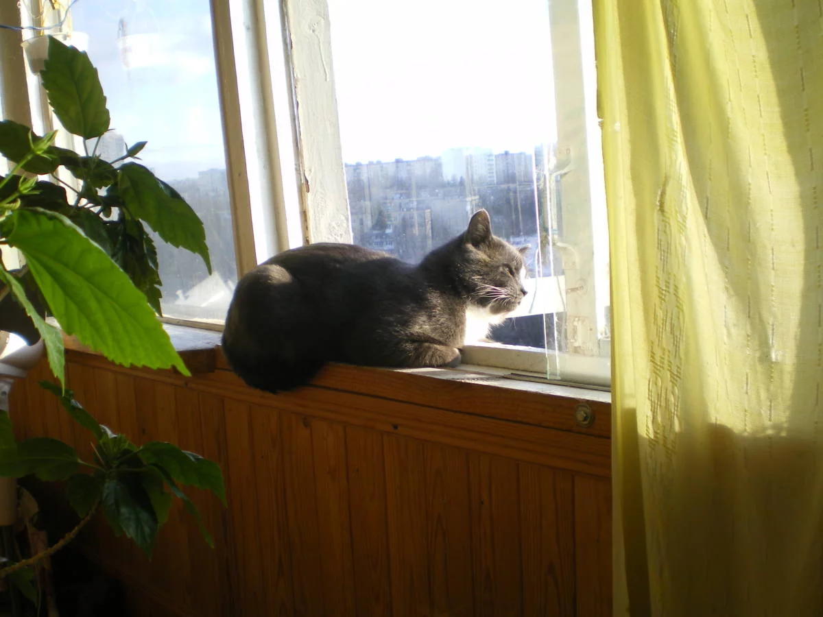 attachment.webp