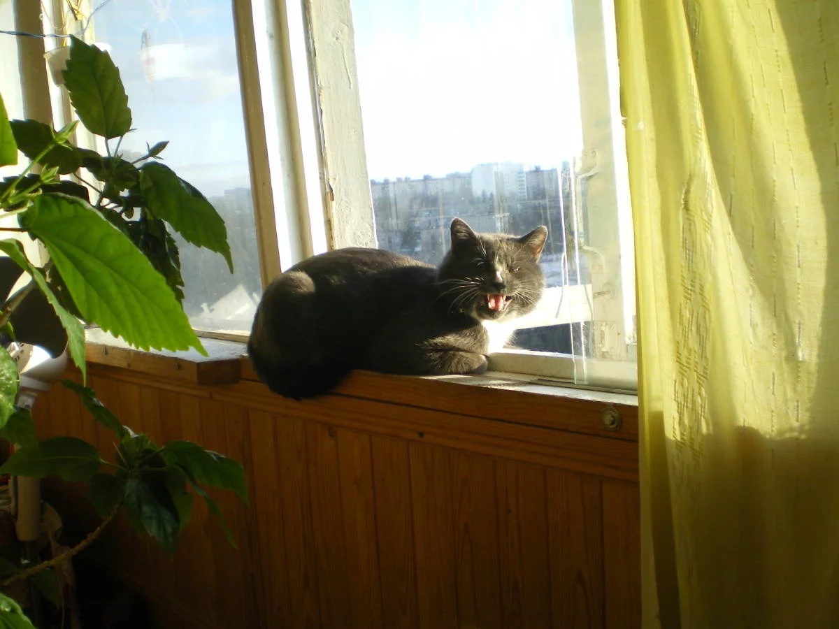 attachment.webp