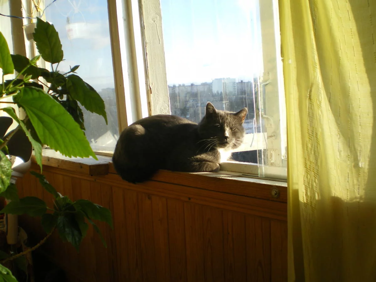 attachment.webp