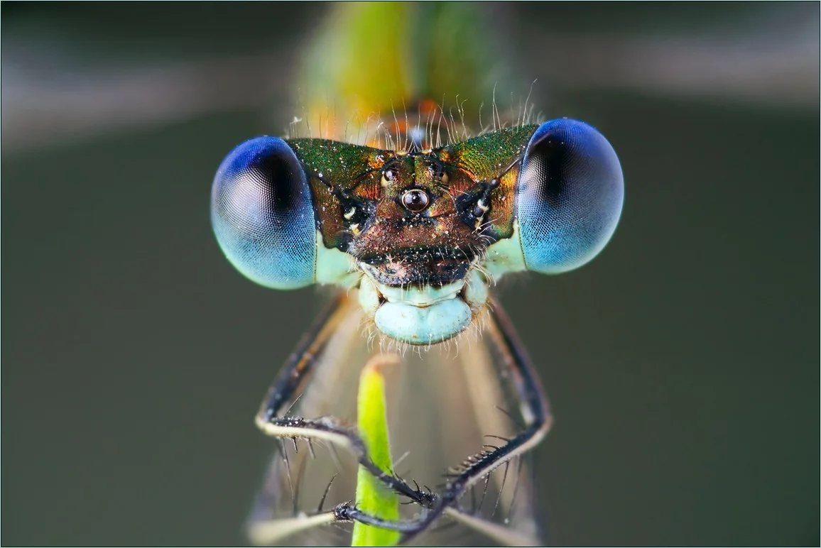 attachment.webp