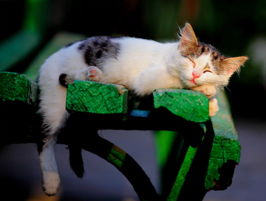 attachment.webp
