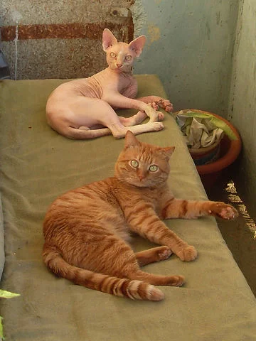 attachment.webp