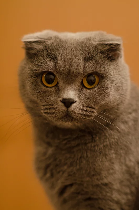 attachment.webp