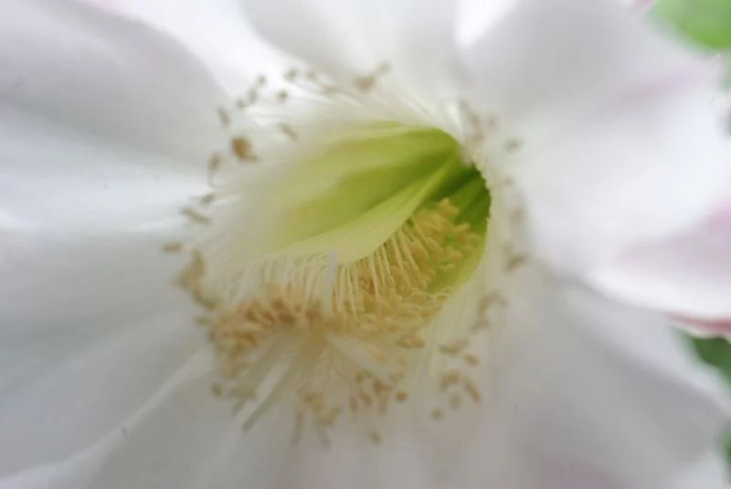 attachment.webp