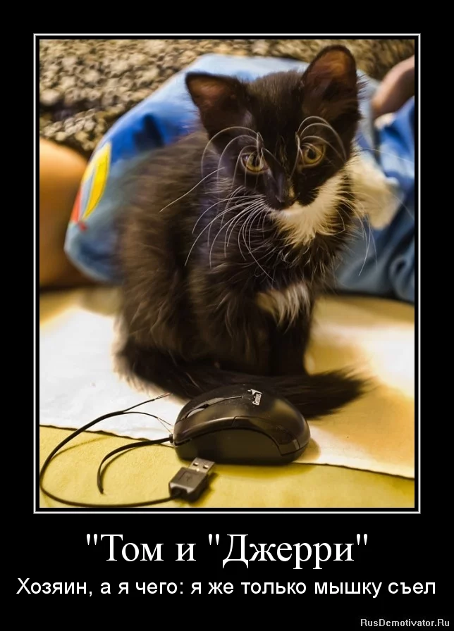 attachment.webp