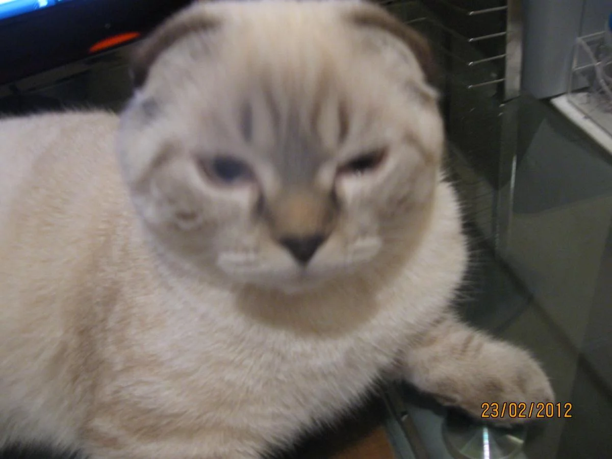 attachment.webp