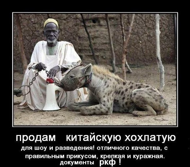 attachment.webp