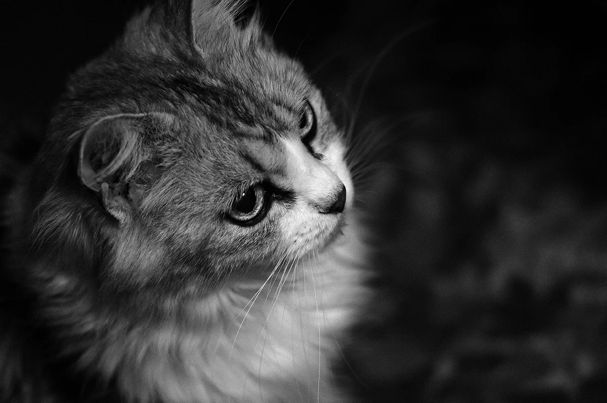 attachment.webp