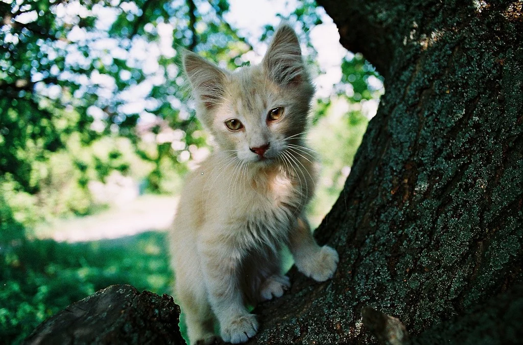attachment.webp