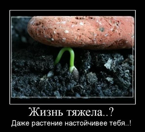 attachment.webp