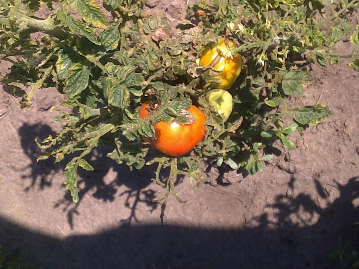 attachment.webp