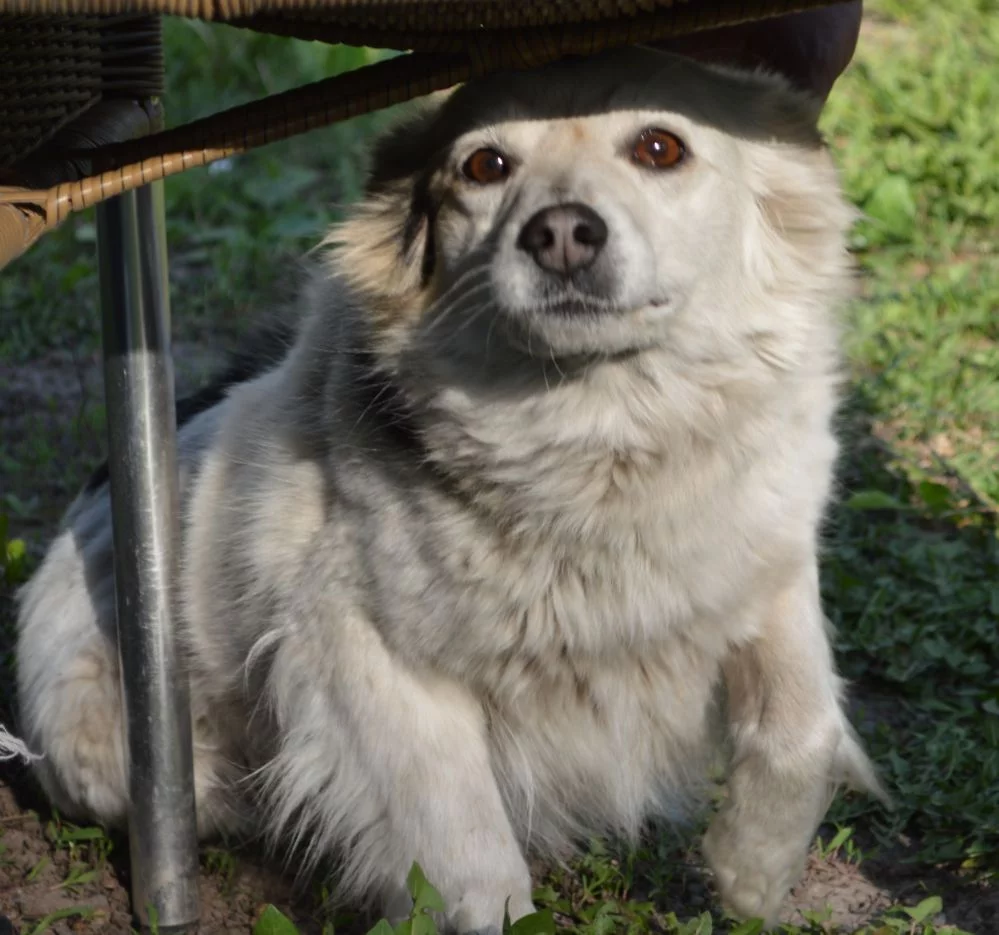 attachment.webp