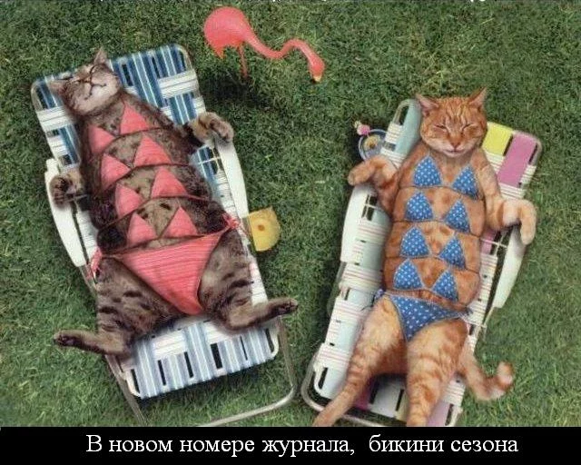 attachment.webp