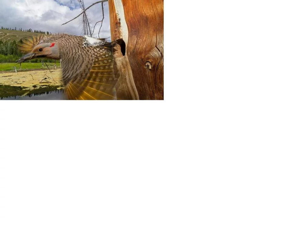 attachment.webp