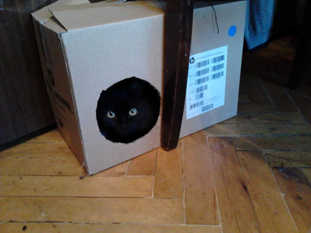 attachment.webp