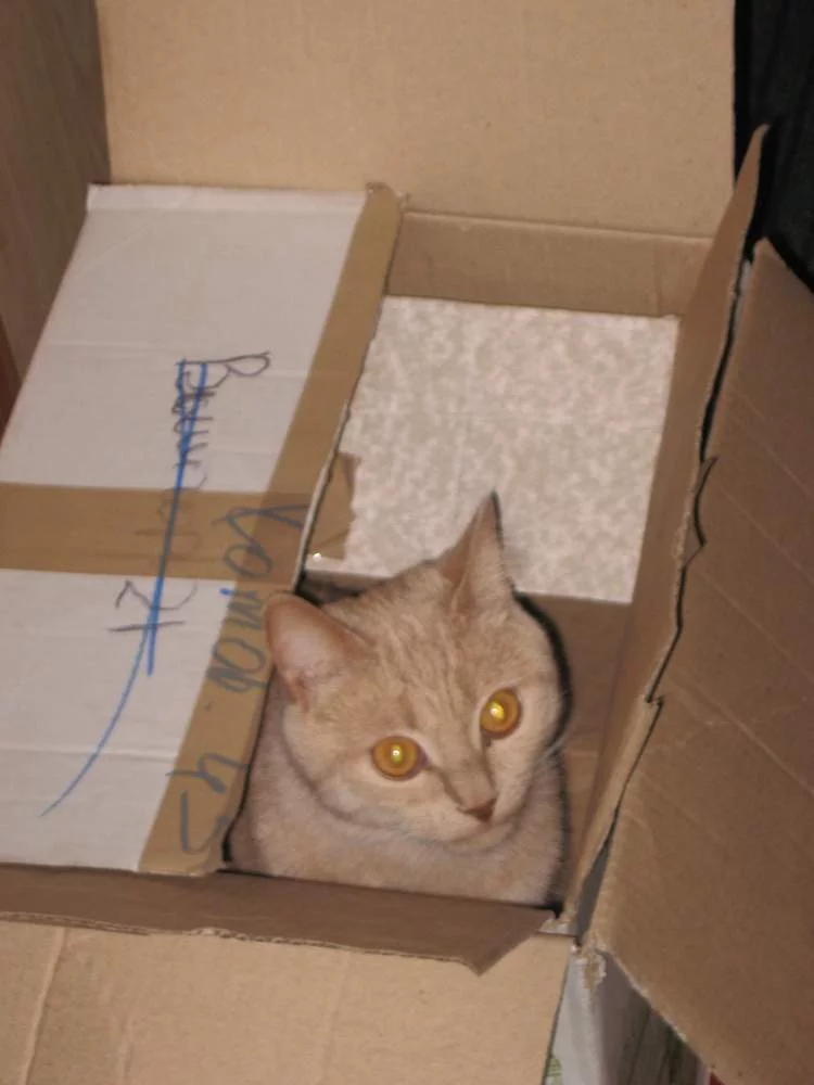 attachment.webp