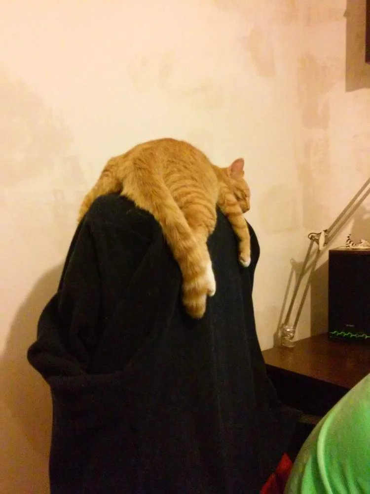 attachment.webp