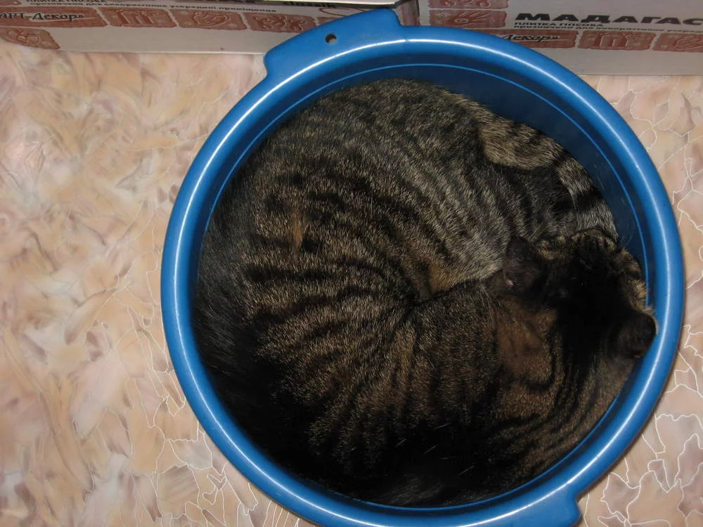 attachment.webp