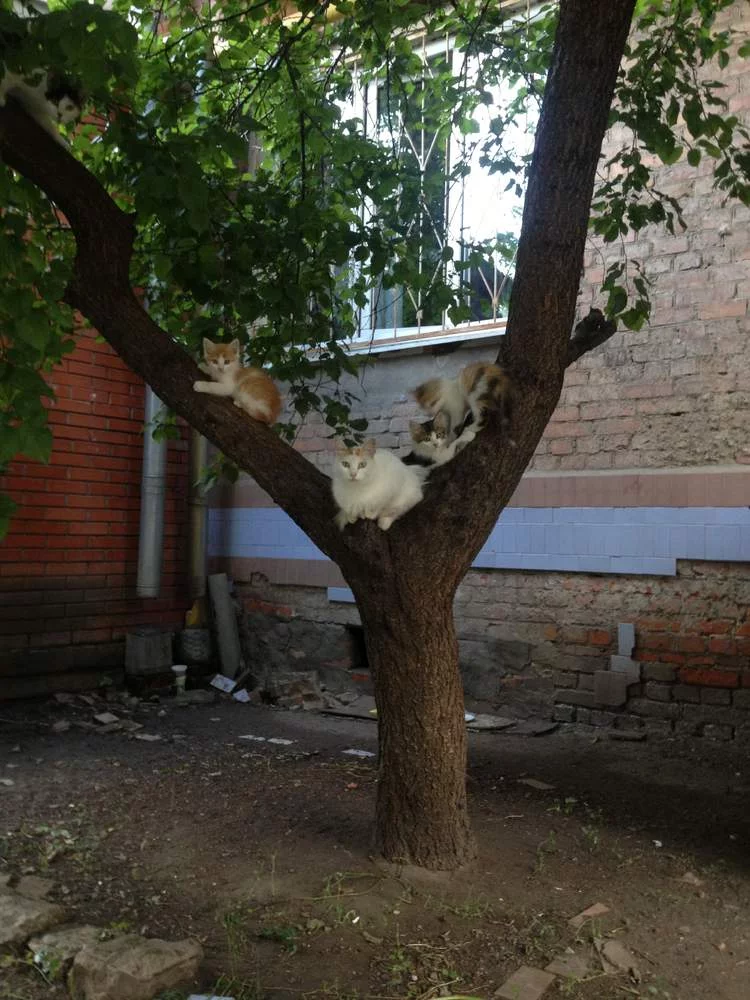 attachment.webp