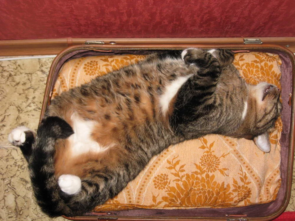 attachment.webp