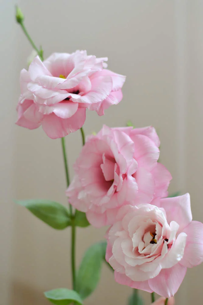 attachment.webp