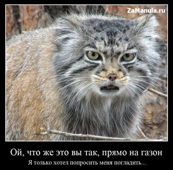 attachment.webp