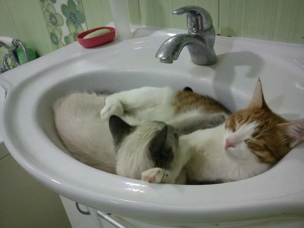 attachment.webp