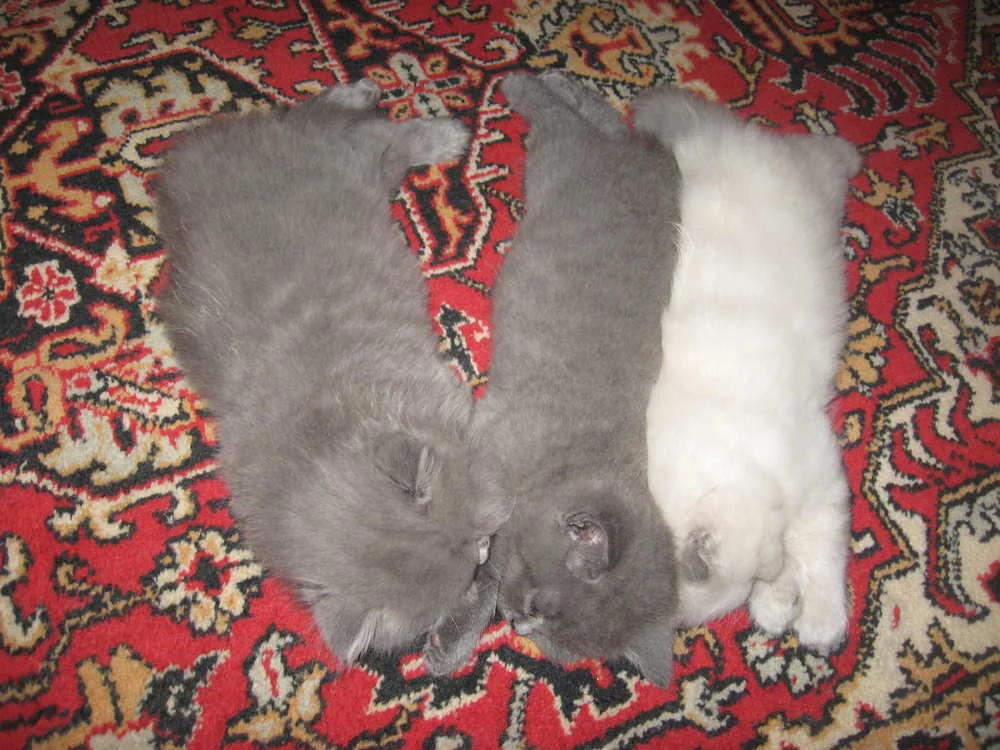attachment.webp