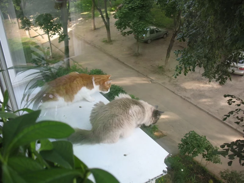 attachment.webp