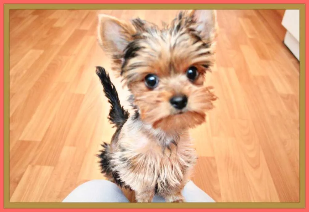 attachment.webp