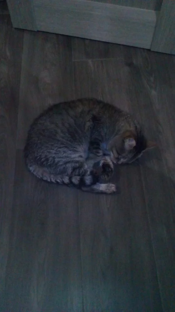 attachment.webp