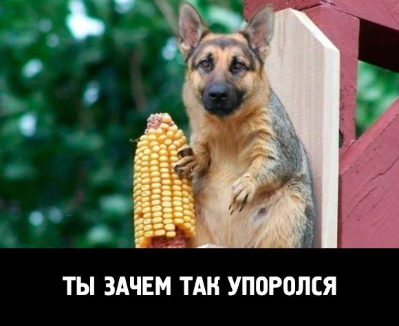attachment.webp
