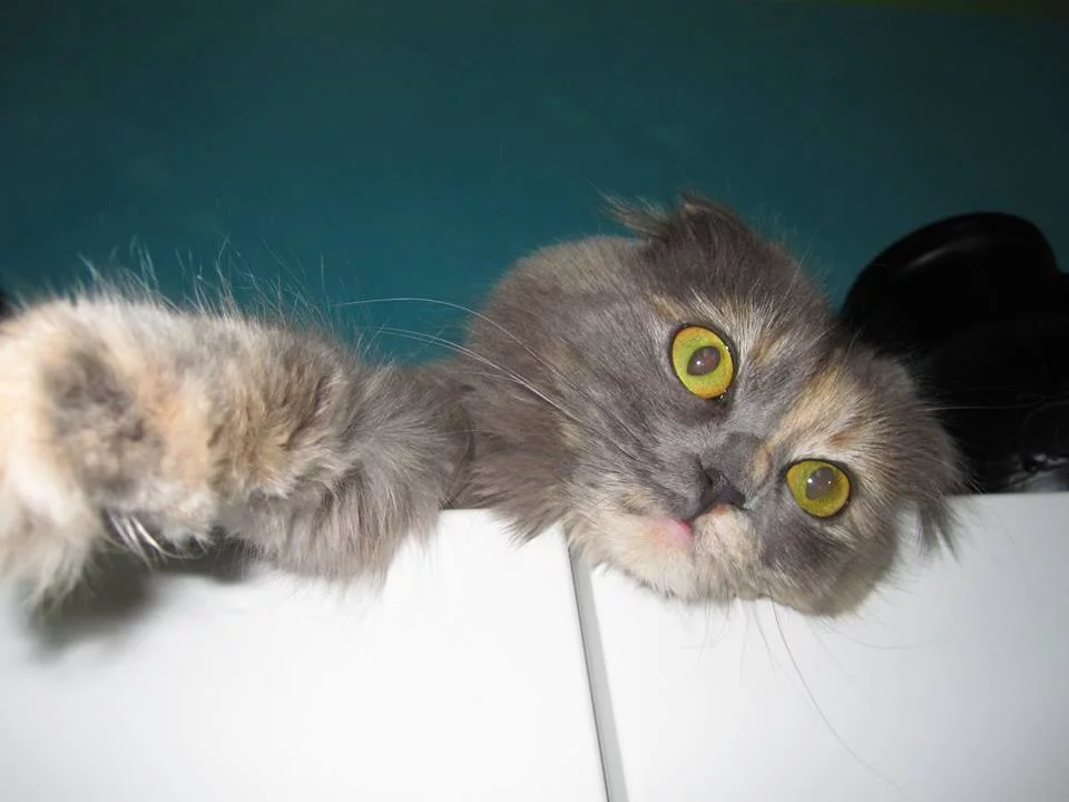 attachment.webp