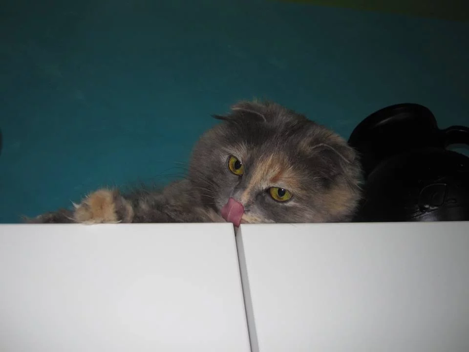 attachment.webp