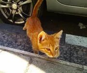 attachment.webp