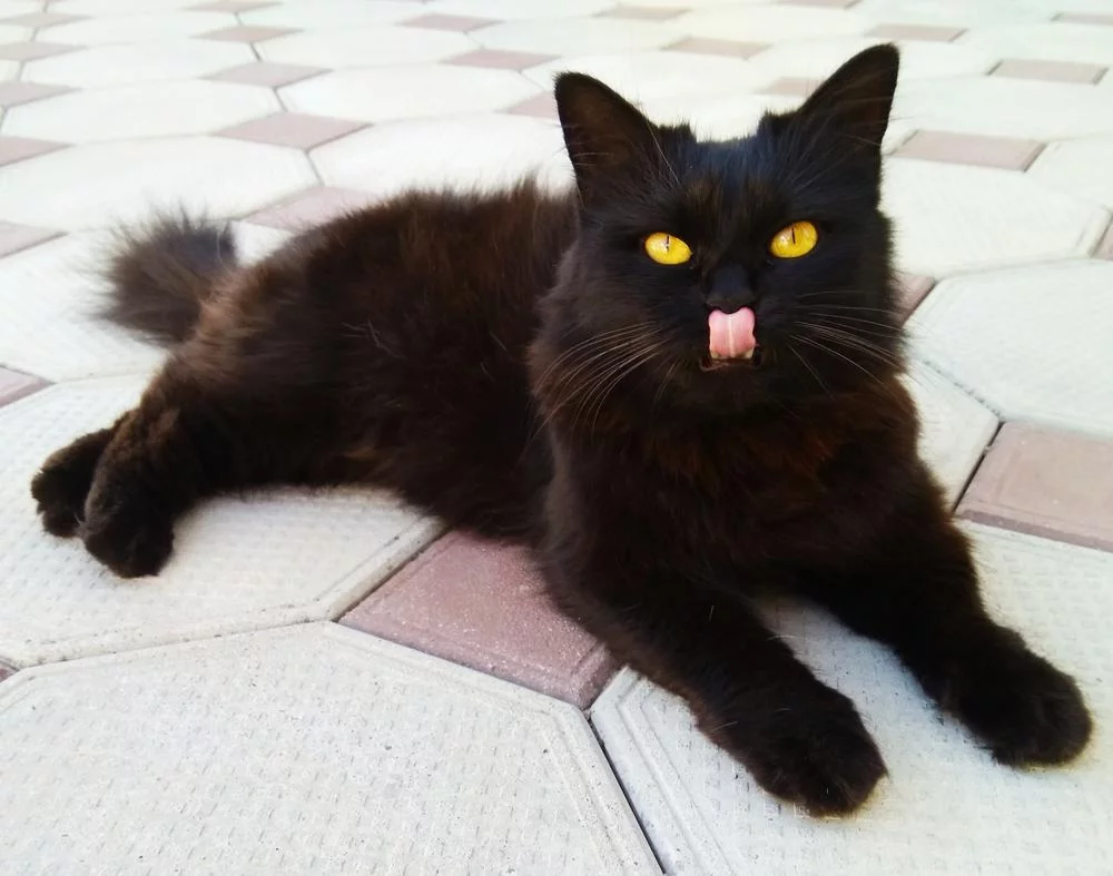 attachment.webp