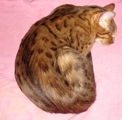 attachment.webp