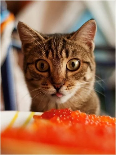attachment.webp