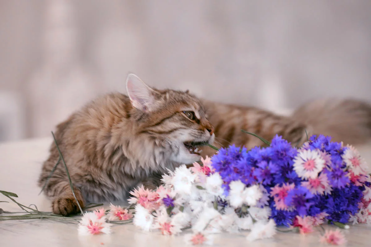 attachment.webp