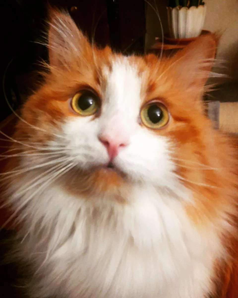 attachment.webp