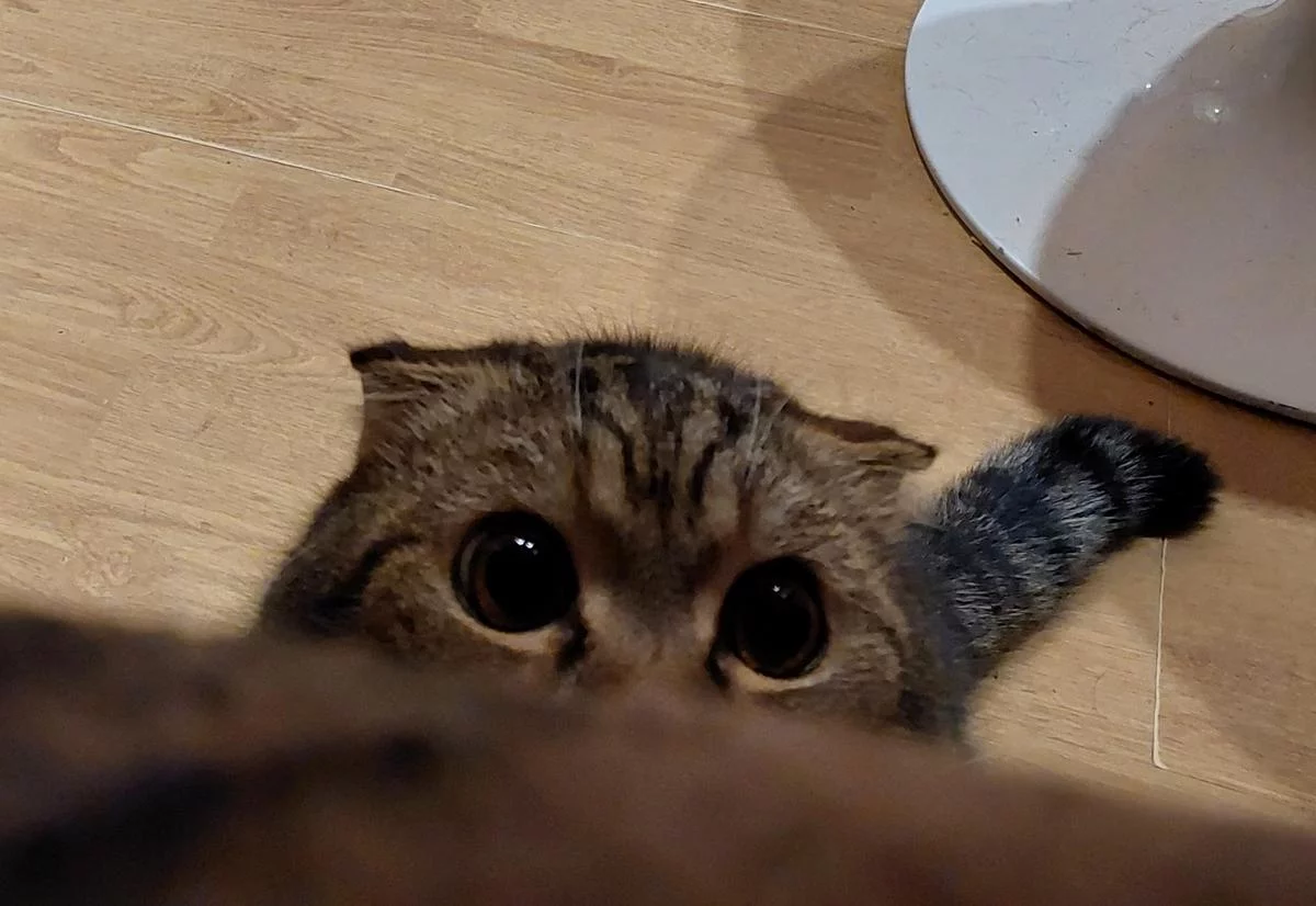 attachment.webp