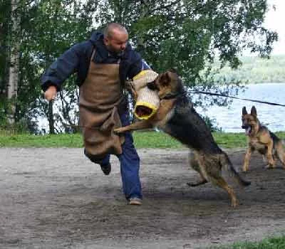 aug2004_dog_figurant_2.webp