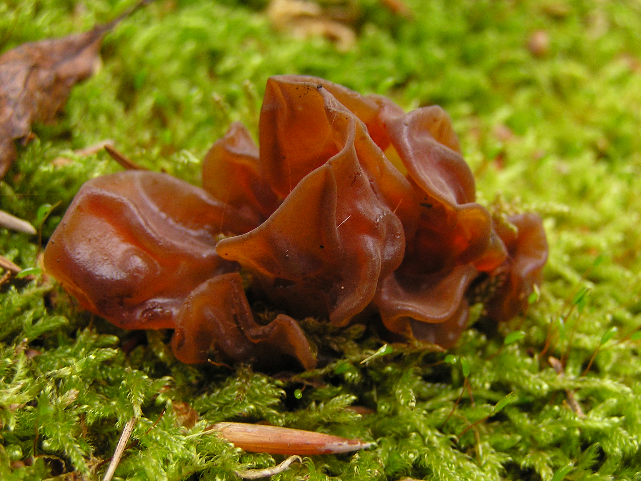 Auricularia_auricula-judae_MdE.jpg