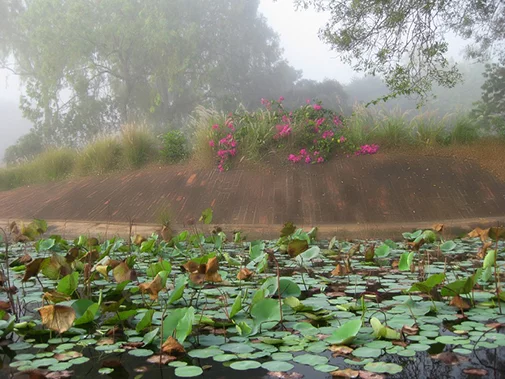 Auroville567.webp
