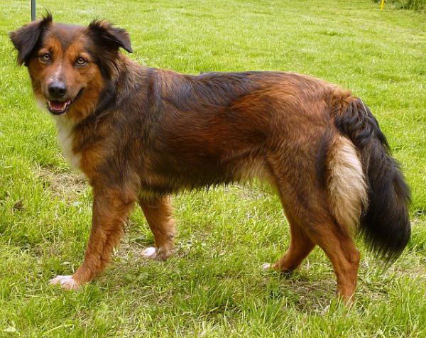 austrian_shorthaired_pinscher_02.jpg