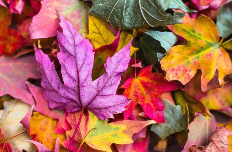 Autumn-leaves-auckland.webp