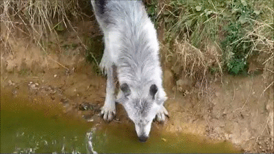 av2w64.gif