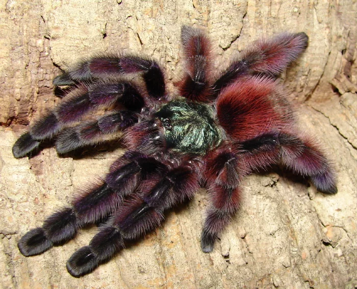 Avicularia-versicolor.webp