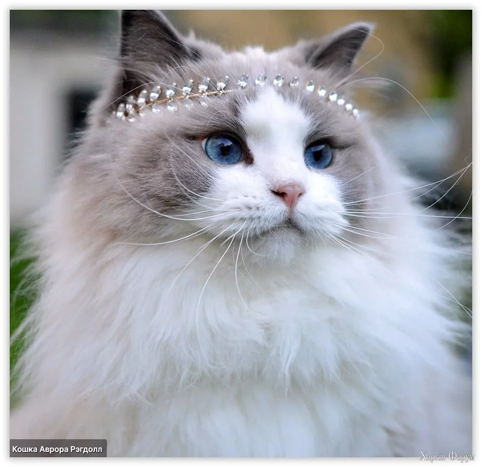  Аврора Рэгдолл.webp